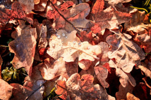 Wassertropfen auf braunen Eichenblättern, herbstliche Stimmung Wassertropfen auf braunen Eichenblättern, herbstliche Stimmung